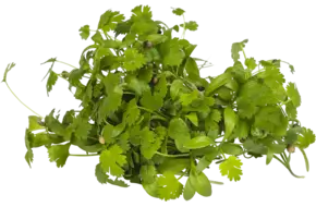 Koriander cress 25gr